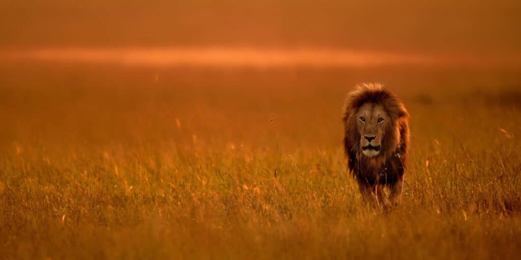 10 Reasons Why Serengeti National Park Is A Must Visit For Wildlife Lovers