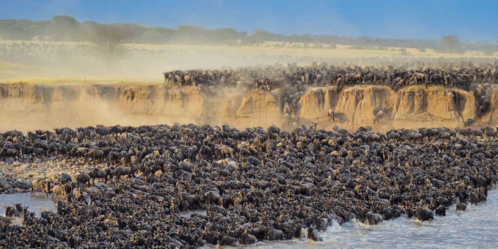 How to Plan a Budget Friendly Safari in Tanzania