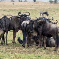 Serengeti Safari