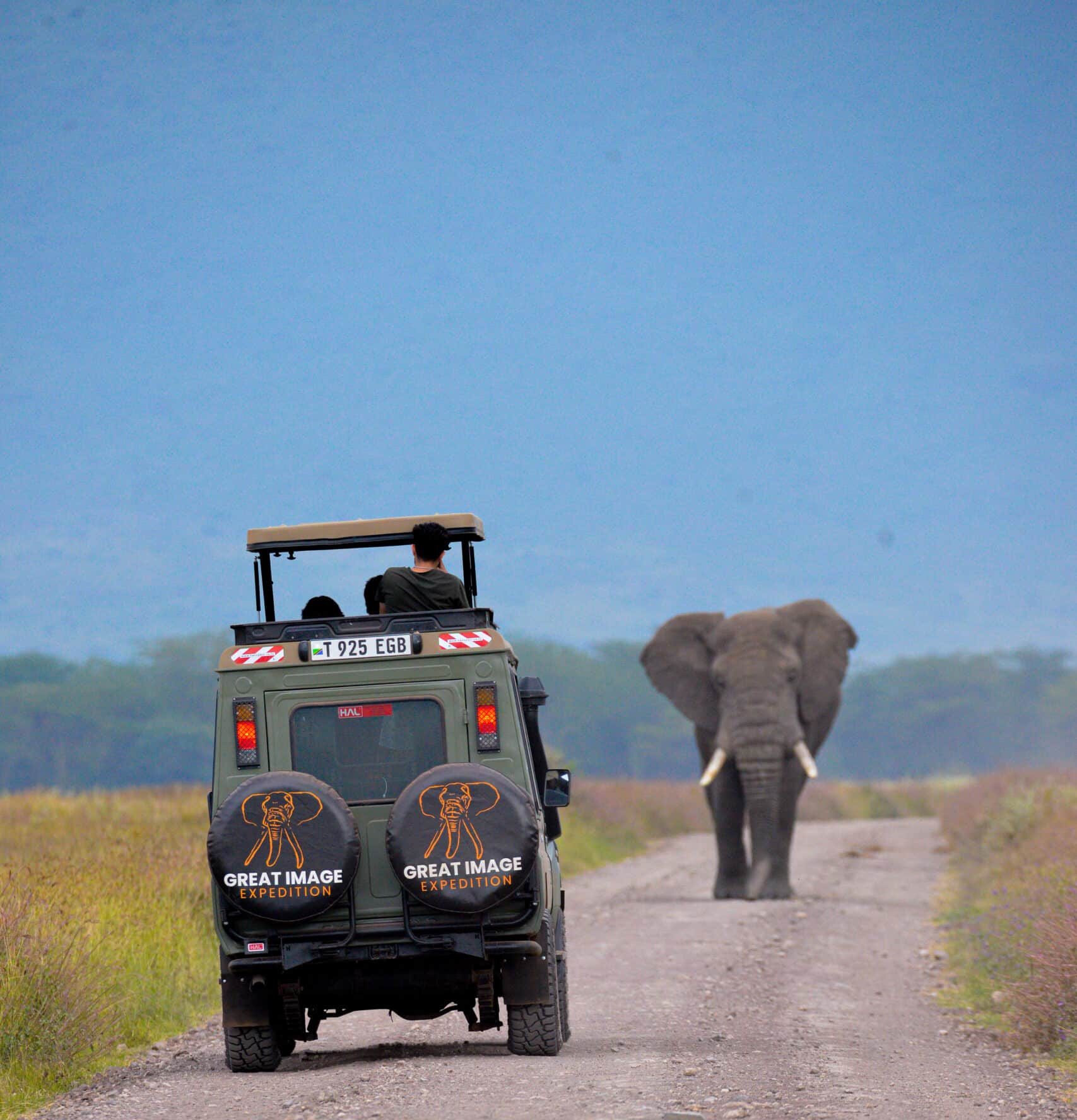 Serengeti Safari