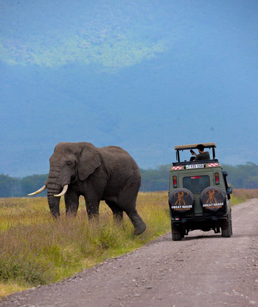 Tanzania Safari