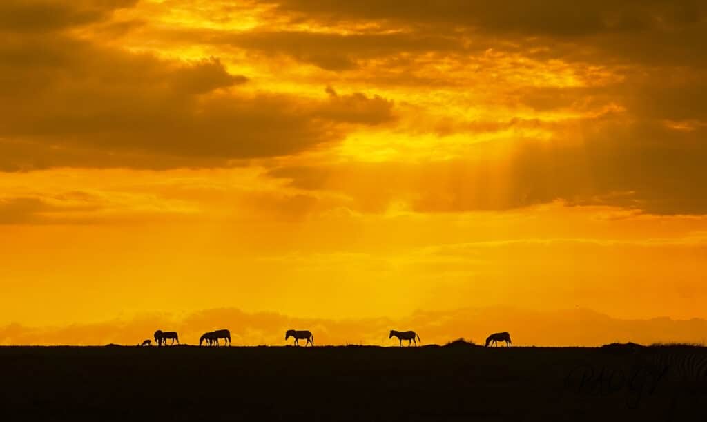 Top 5 Tanzanian Safari Parks and What Makes Each Wildly Unique