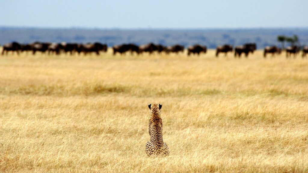 Ways of Exploring the Serengeti