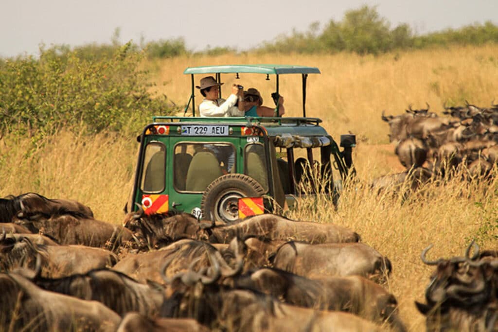What I Wish I Knew Before Visiting Tanzania for Safari