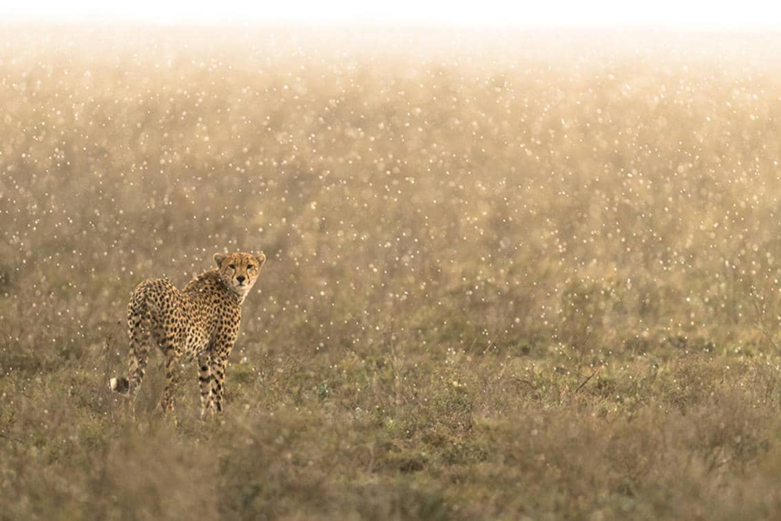 The Retreats at Namiri Plains