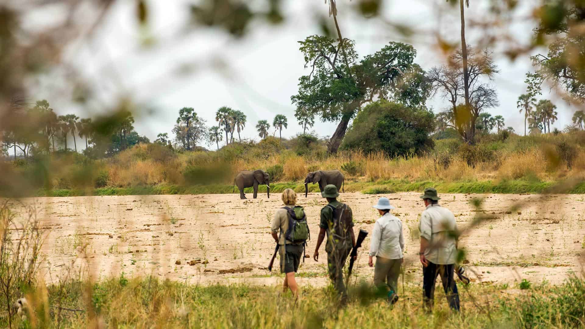How to Find a Local Guide for a Safari in Tanzania How to Find a Local Guide for a Safari in Tanzania