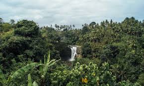 Bwindi Impenetrable National Park gallary 3