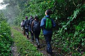 Nature walks bwindi