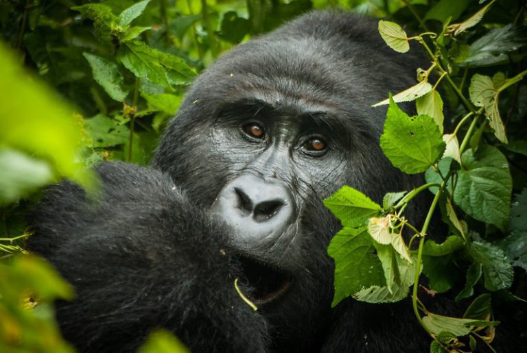 bwindi gorilla trek 1 768x515