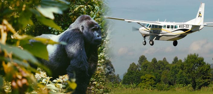 3 Day FLY IN Gorilla Adventure