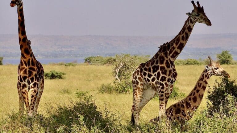 32331088 Unknown Copy Copy 1200x675