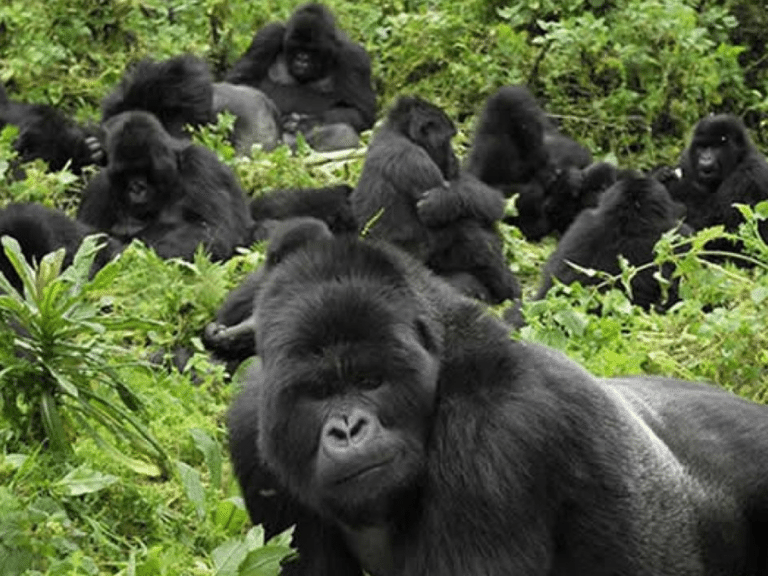 4 Days Gorilla Trekking in Bwindi Impenetrable Forest Uganda 0001 Layer 4