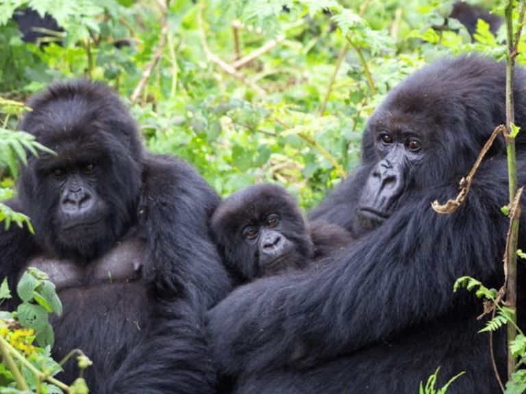 4 Days Gorilla Trekking in Bwindi Impenetrable Forest Uganda 0002 Layer 3
