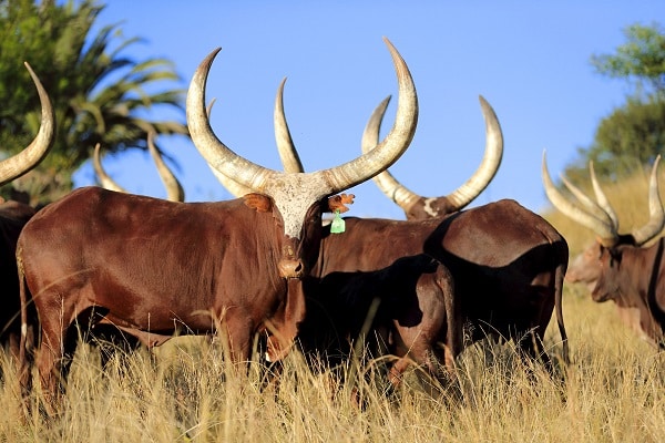 8 Day Ankole Culture & Wildlife Tour (Featuring Igongo)