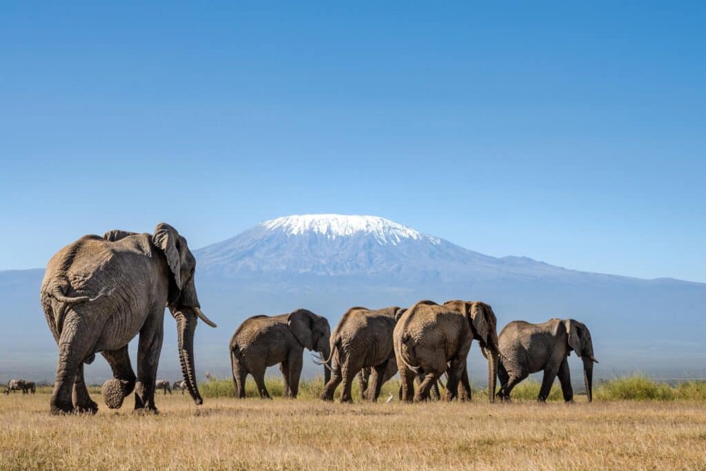 Amboseli National Park1