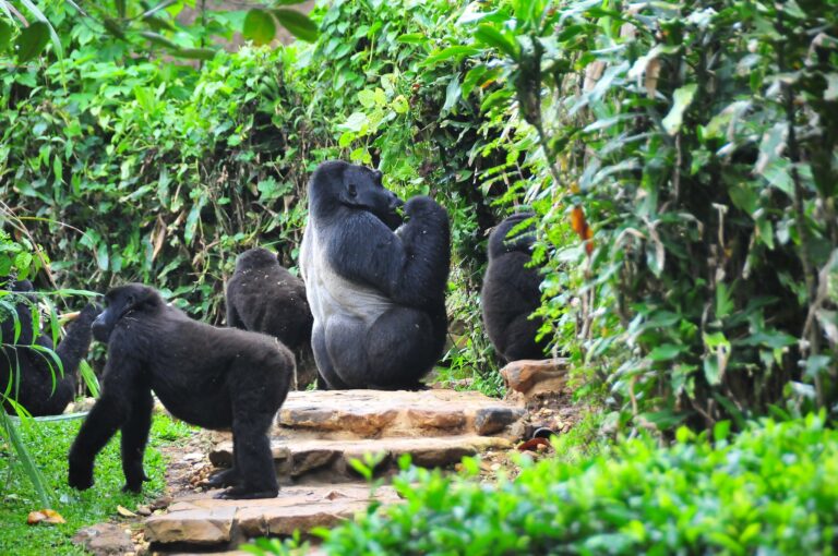 Animals in Bwindi impenetrable national park