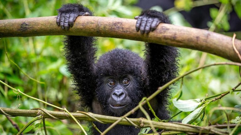 Bwindi Impenetrable National Park