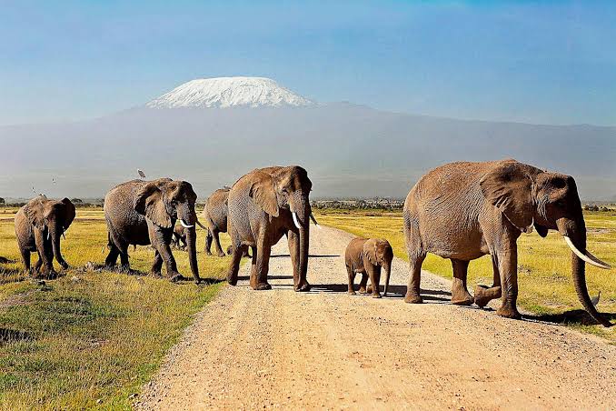 Experience the Heart of East Africa with Great Image Expedition