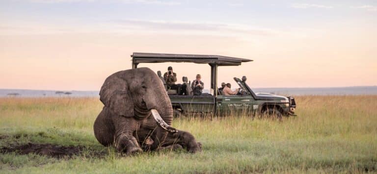 Game Drive in Masai Mara