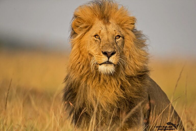 Game Drive in Masai Mara5