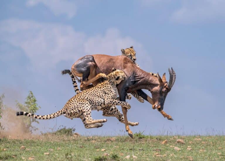 Game Drive in Masai Mara90