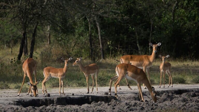 Getting to Lake Mburo National Park 1200x675