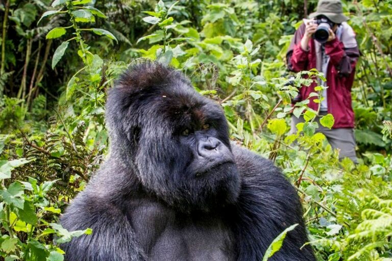 Gorilla Trekking in Uganda