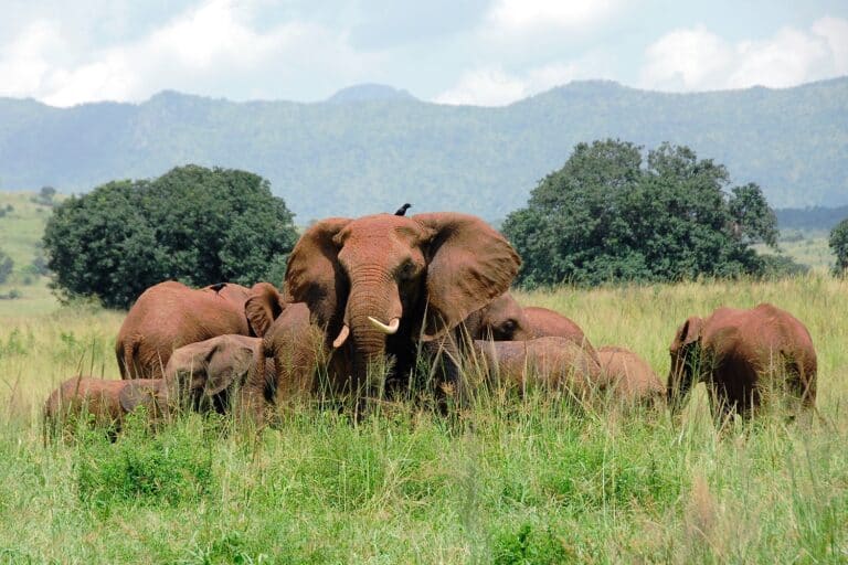Herd of elephants Kidepo Valley National Park Uganda 1