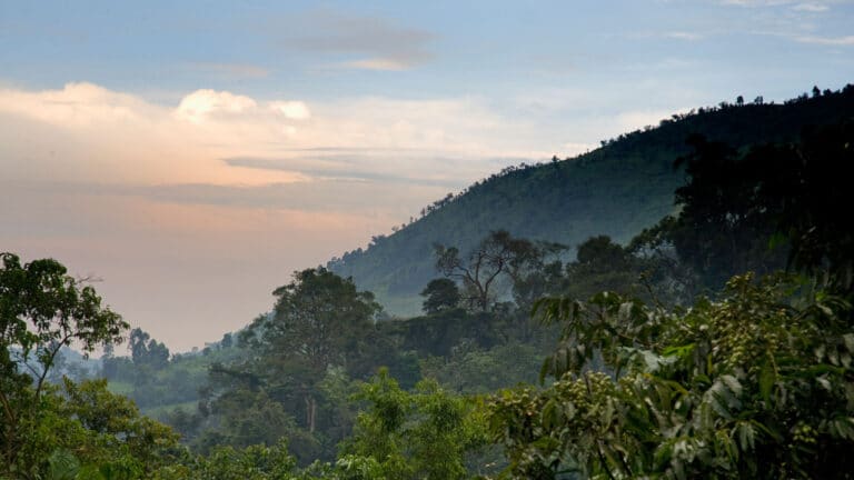 In search of Bwindi’s birds and waterfalls