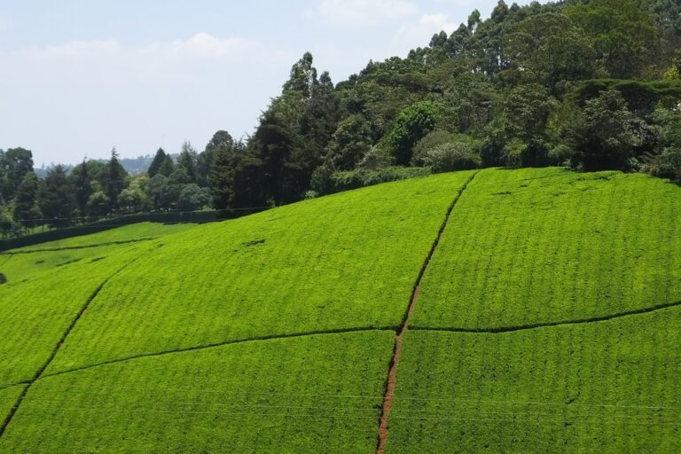 Kiambethu Tea Farm1