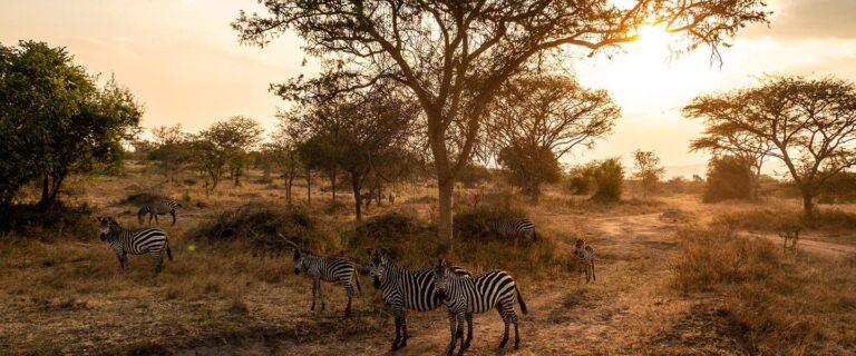 Lake Mburo National Park 1440x600