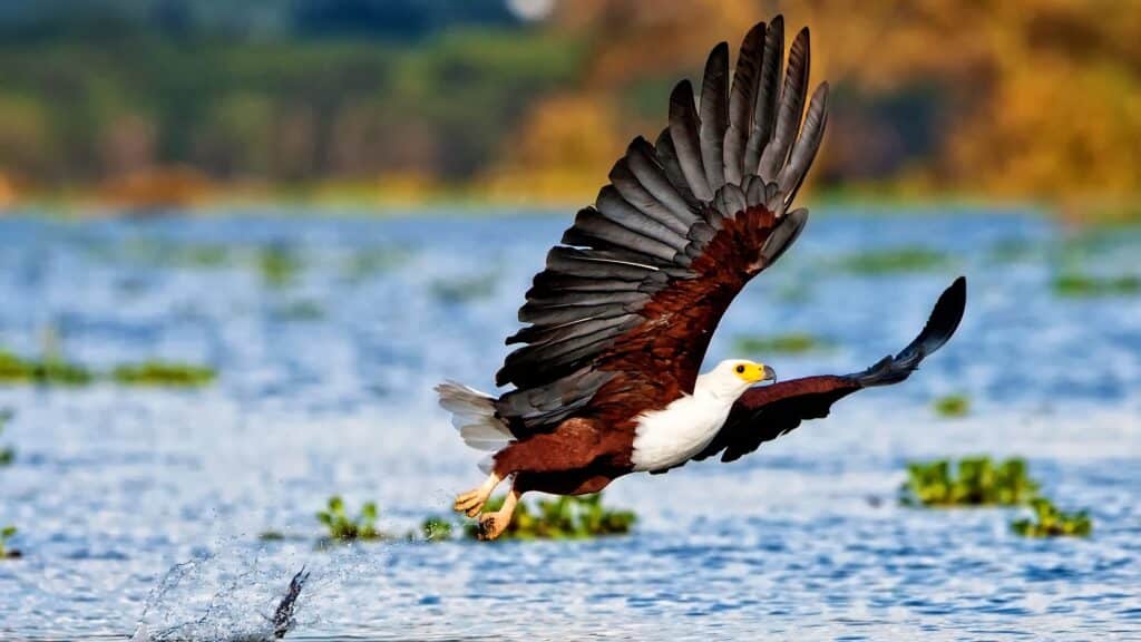 Lake Naivasha567 Copy