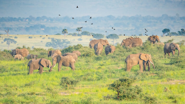 Large herd of African Elephants Murchison Falls National Park Uganda