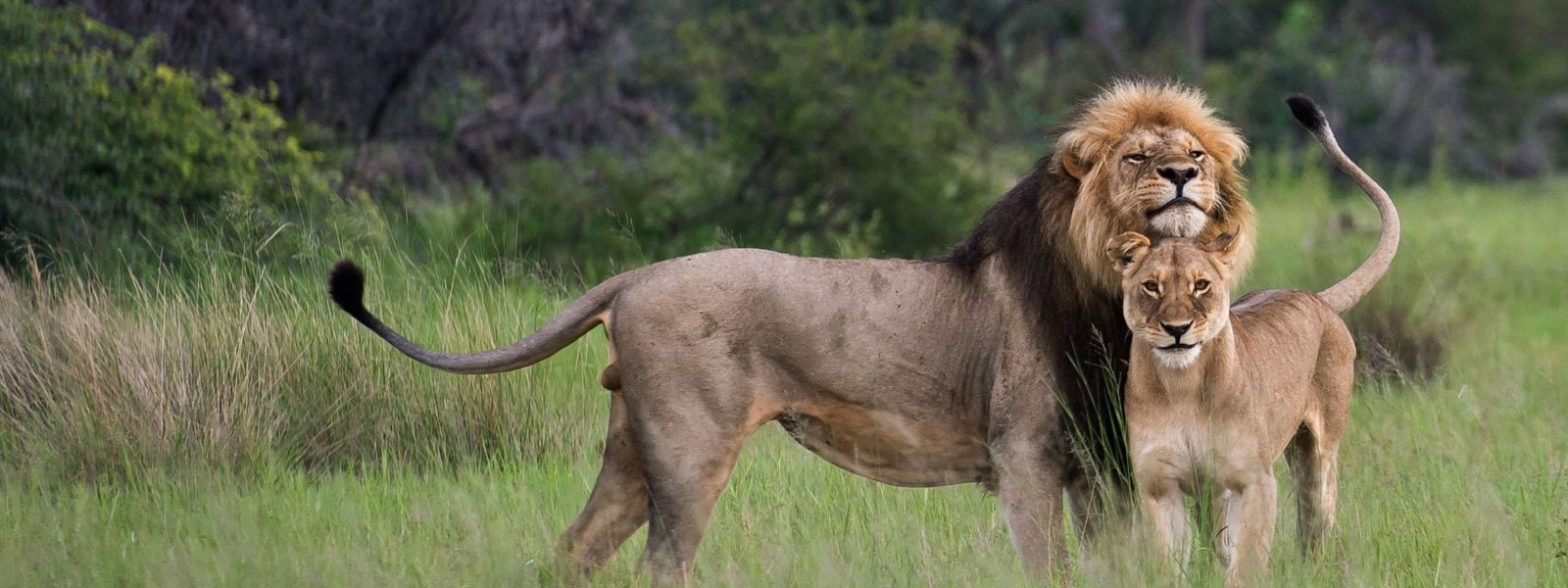 Lions In Kasenyi Plains 1600x600