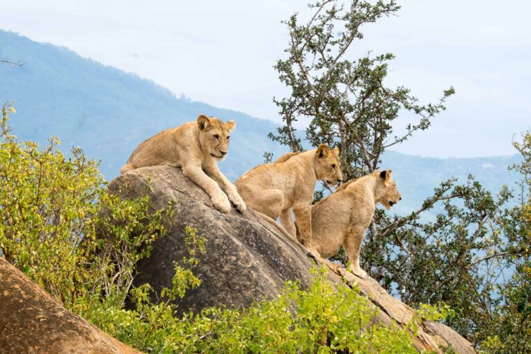Lions at Tsavo East National Park Tsavo Kenya