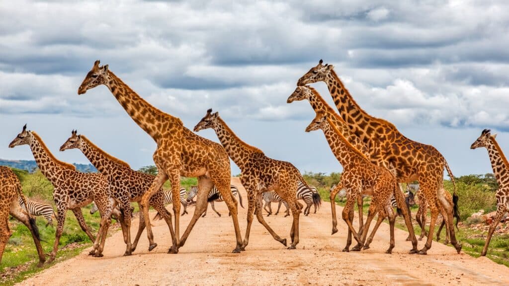 Luxury Africa Safaris and Tours