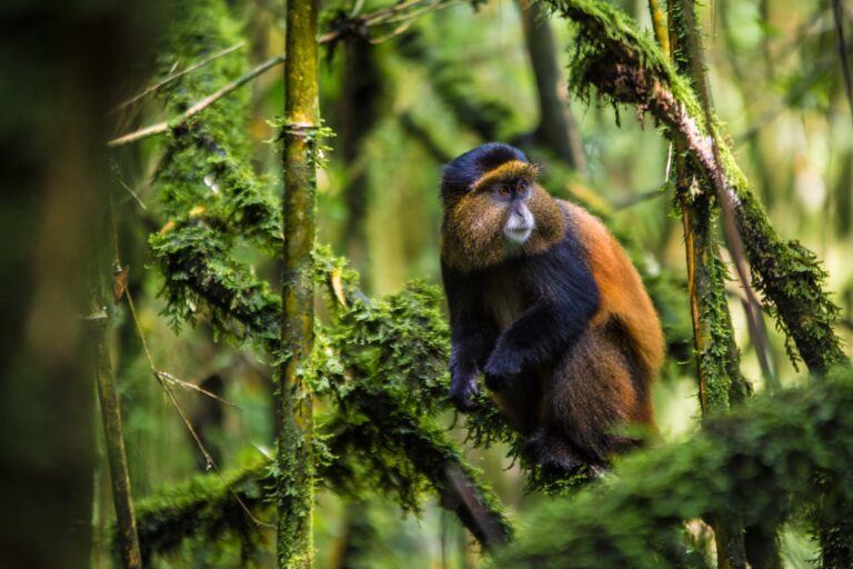 Mgahinga Gorilla National Park 1