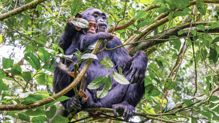 Mother and baby chimpanzee Kibale National Park Uganda
