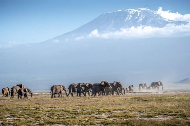 Mount Kenya national park (1)