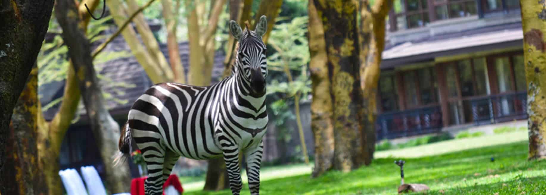 Naivasha Simba Lodge6