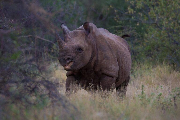 Rhino Tracking Hali Helfgott