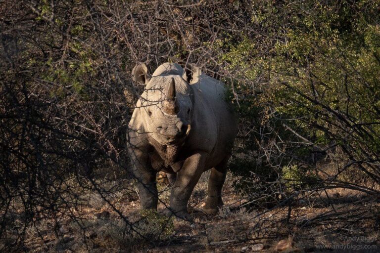 Rhino Tracking Andy Biggs