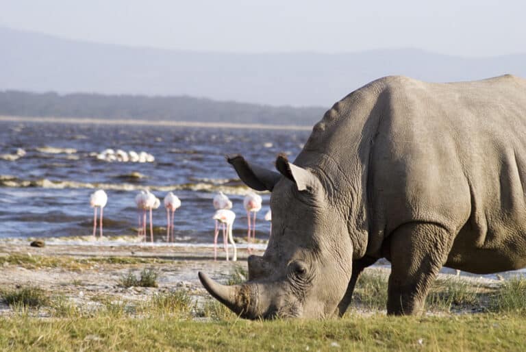 Rhino in Lake Nakuru National Park