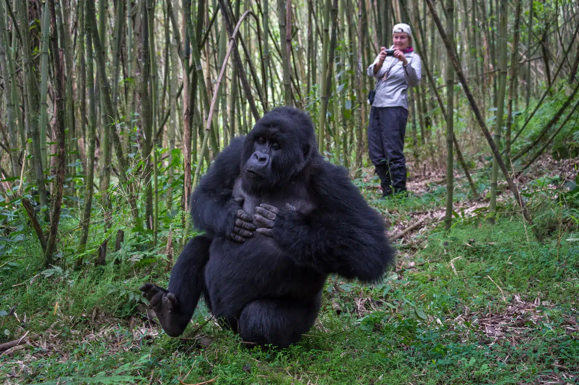 Rwanda vs Uganda Gorilla Trekking jpg