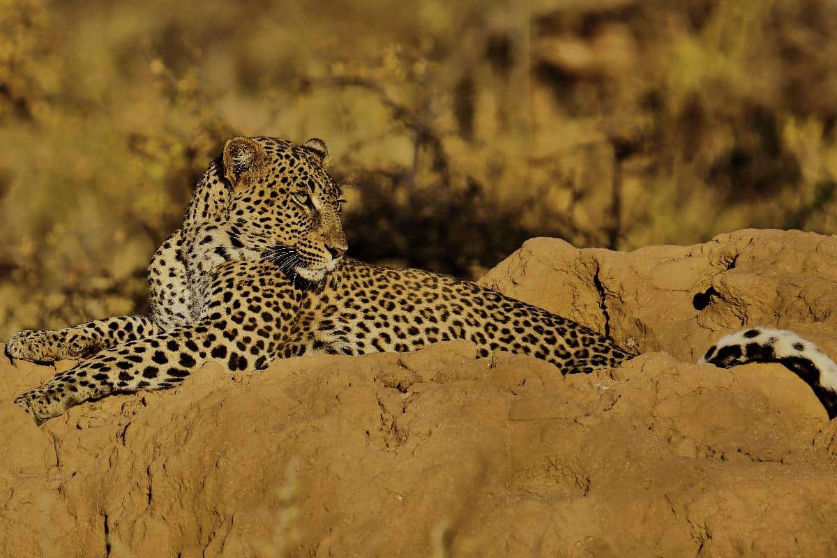 Samburu National Reserve345