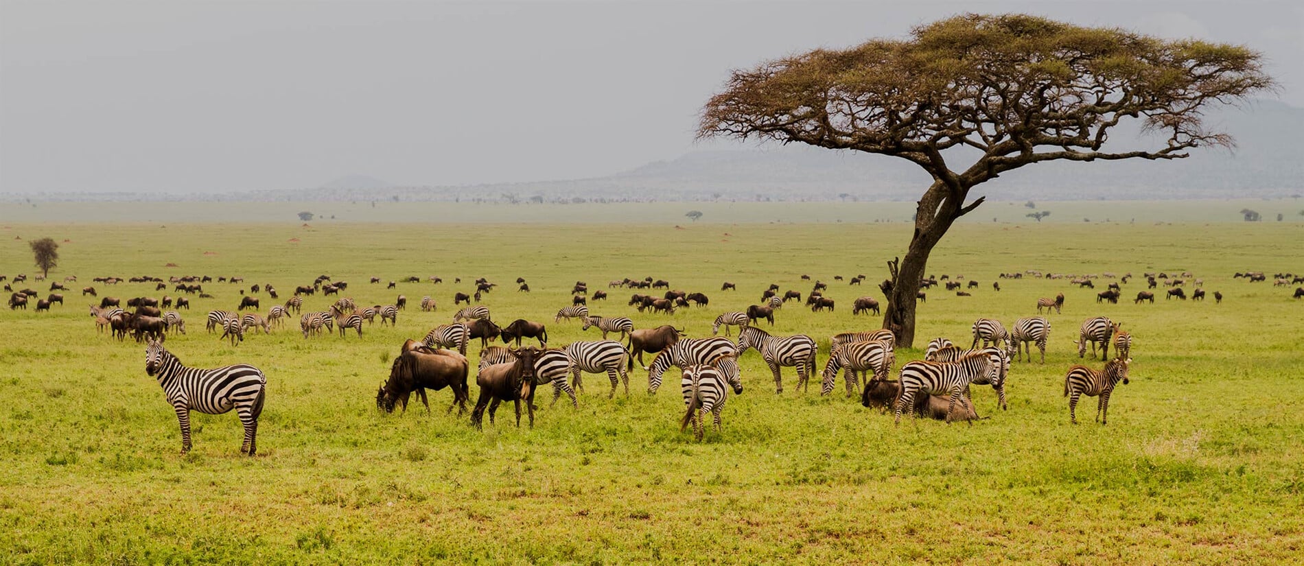 Serengeti Serengeti