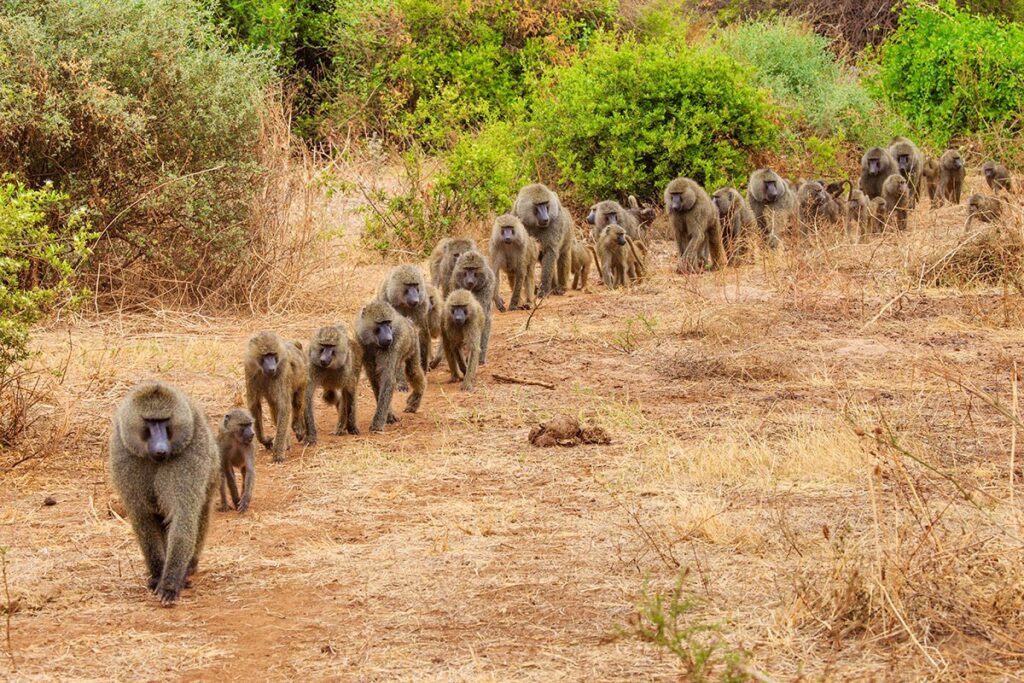 Tanzania Lake Manyara Wildlife Baboon Troop