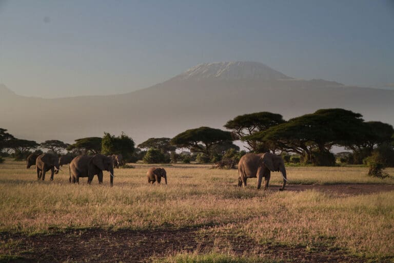 amboseli national park (1)
