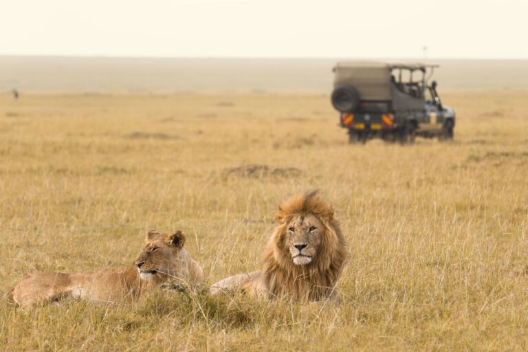 ann top Maasai Mara National Reserve q9nWod