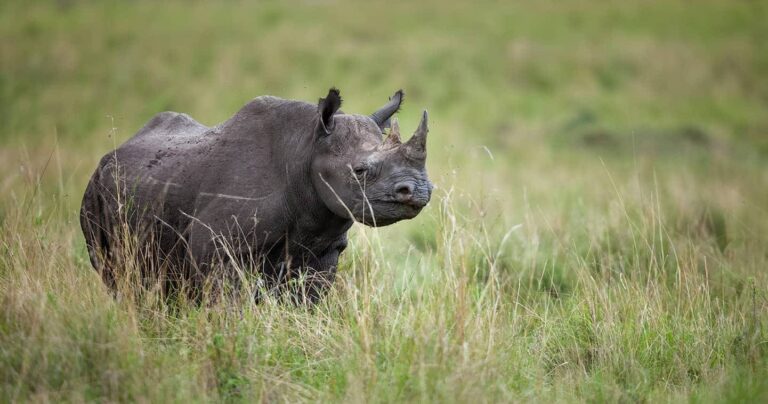 black rhinoceros masai mara wildlife